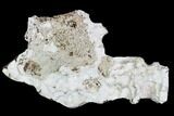 Colorful, Agatized Fossil Coral Geode - Florida #105323-2